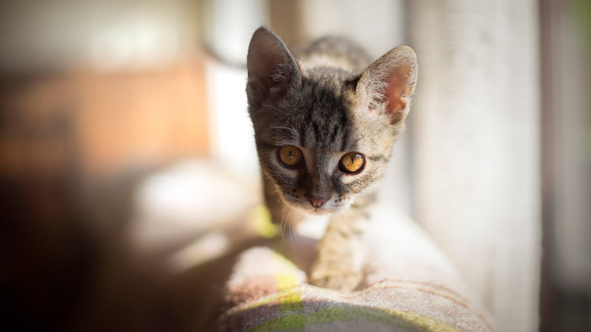 意甲裁判语义分析技术辅助VAR判罚的应用探索,var裁判是什么意思