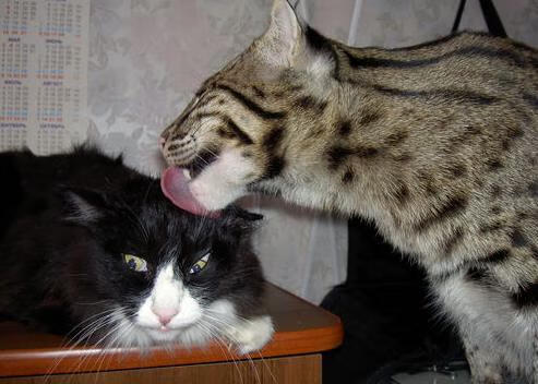 “天府新区沙滩合球挑战:快速、灵活、强悍”