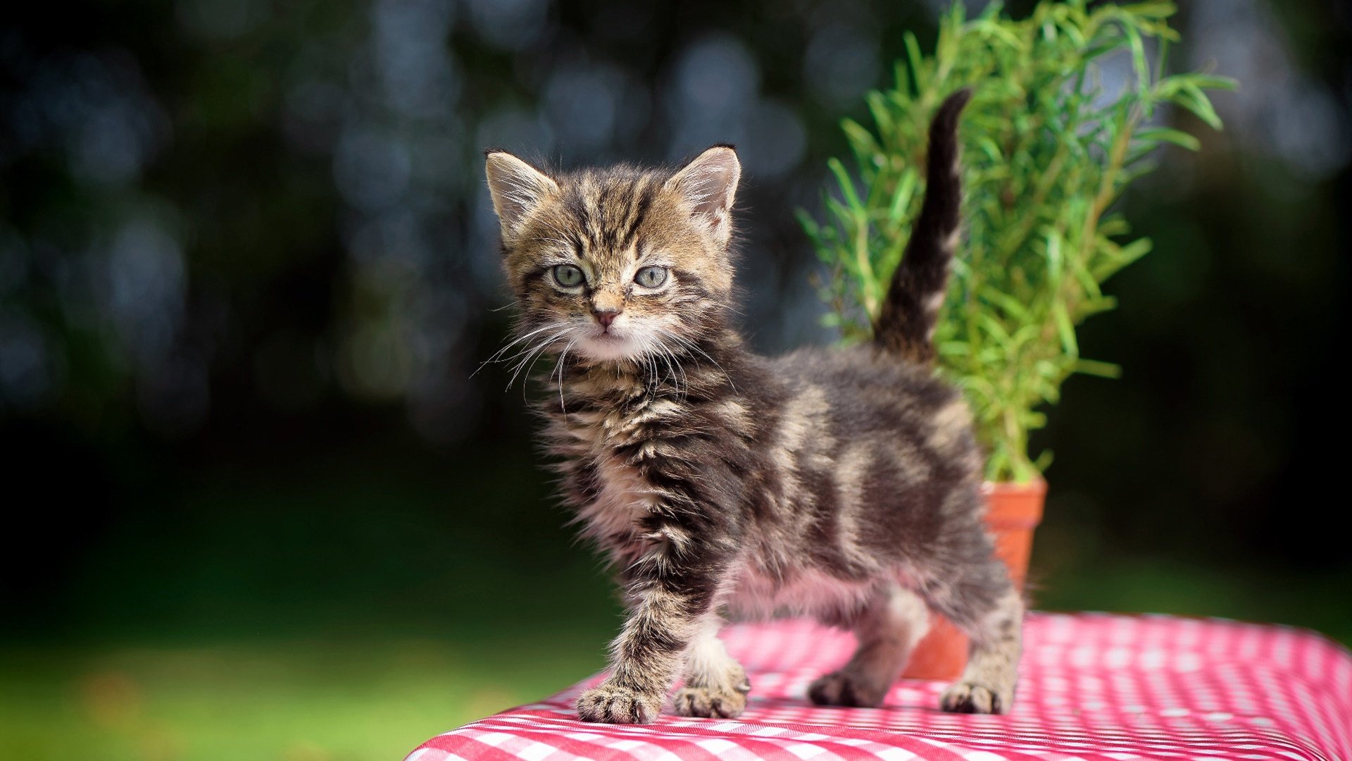 体育明星跨界参与综艺热度不减,体育明星专访