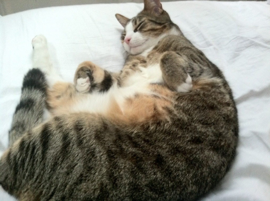 决赛精彩瞬间成为足球经典回忆,足球进入决赛