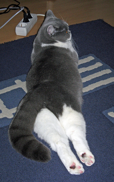 “尼古拉斯·桑特基的全能技术，让阿根廷美洲狮队的进攻更加多样化”