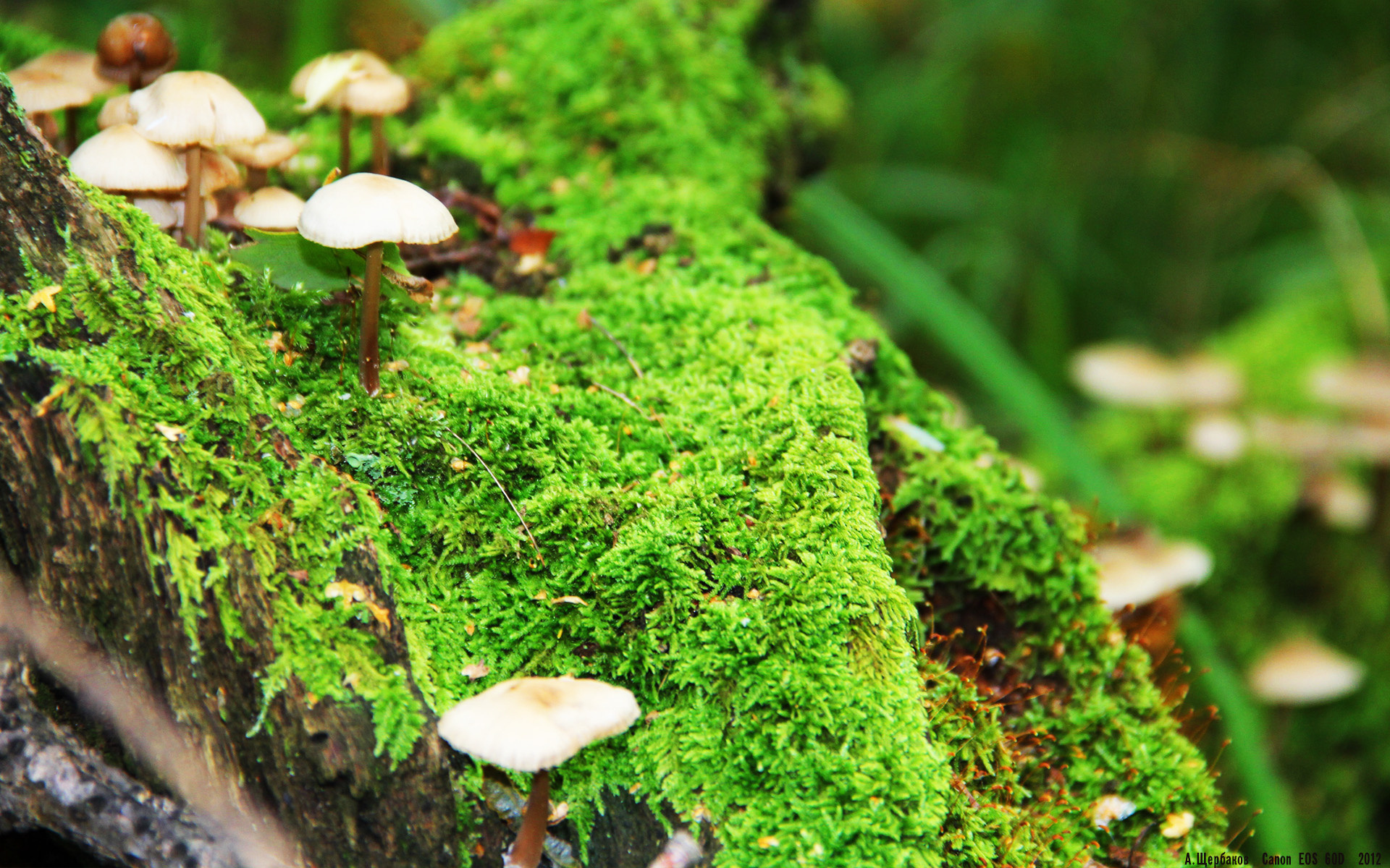 中国女篮积极应对高密度赛程挑战,中国女篮球