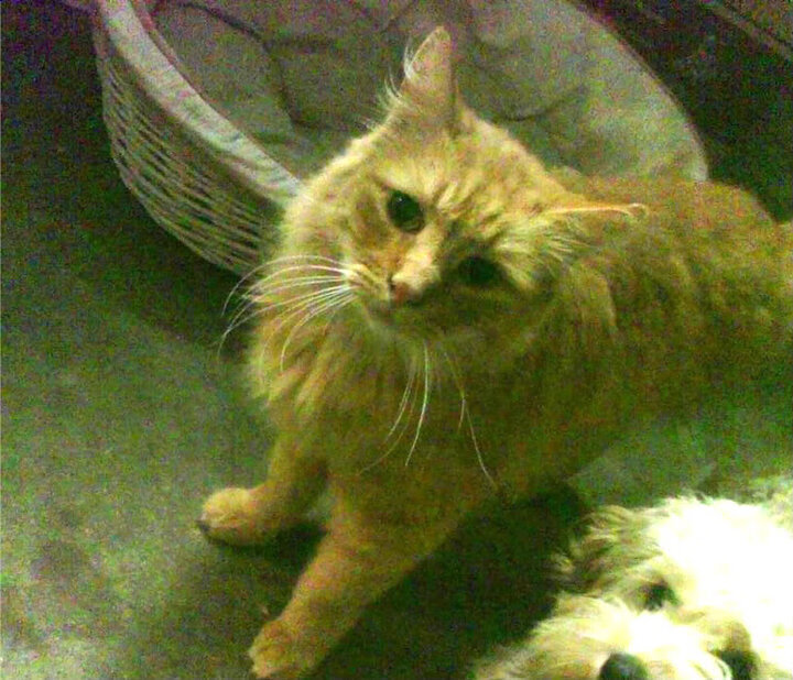 中国香港队赛制分析:如何通过战术调整突破团体赛中的困境,香港队再添一枚金牌