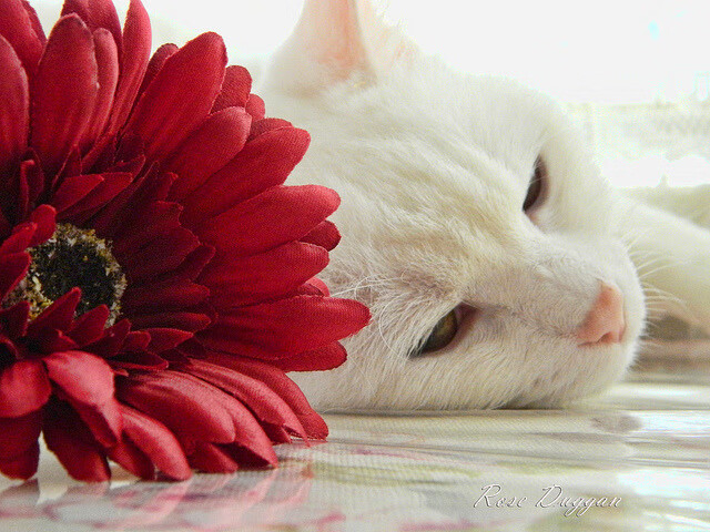 五大联赛技战术对比是否呈现风格融合趋势,五大联赛技术特点