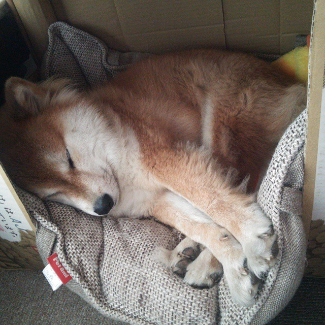 乐鱼体育app在线登录-莱比锡红牛中场调度推动攻势升级，莱比锡红牛是哪个联赛的球队